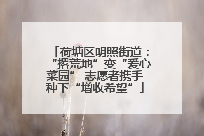 荷塘区明照街道：“撂荒地”变“爱心菜园” 志愿者携手种下“增收希望”