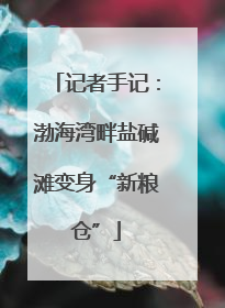 记者手记：渤海湾畔盐碱滩变身“新粮仓”