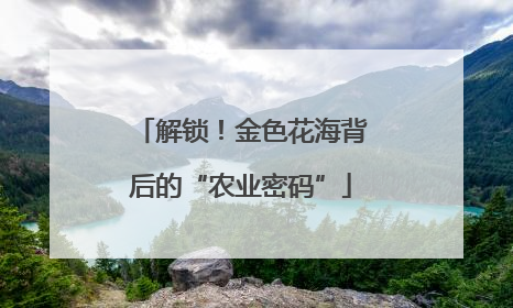 解锁！金色花海背后的“农业密码”