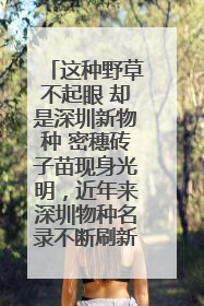 这种野草不起眼 却是深圳新物种 密穗砖子苗现身光明，近年来深圳物种名录不断刷新