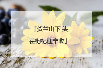 贺兰山下 头茬枸杞迎丰收