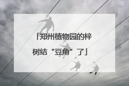 郑州植物园的梓树结“豆角”了