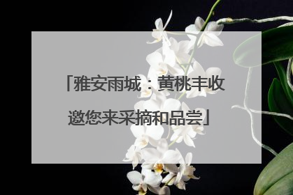 雅安雨城：黄桃丰收 邀您来采摘和品尝