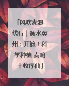 风吹麦浪一线行｜衡水冀州：开镰！科学种植 奏响丰收序曲