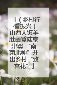 （乡村行·看振兴）山西天镇羊肚菌登陆京津冀 “南菌北种”开出乡村“致富花”