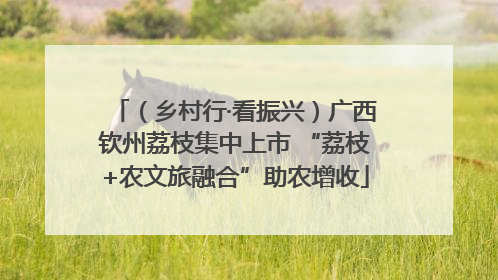 （乡村行·看振兴）广西钦州荔枝集中上市 “荔枝+农文旅融合”助农增收