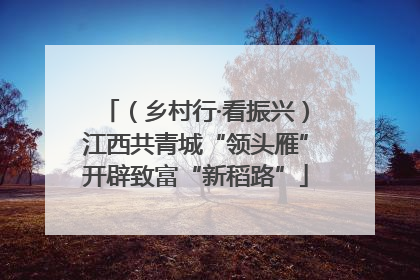 （乡村行·看振兴）江西共青城“领头雁”开辟致富“新稻路”
