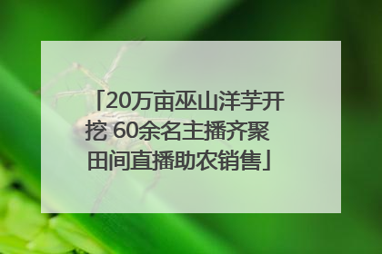 20万亩巫山洋芋开挖 60余名主播齐聚田间直播助农销售