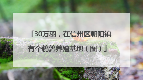 30万羽，在信州区朝阳镇有个鹌鹑养殖基地（图）