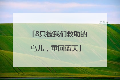 8只被我们救助的鸟儿，重回蓝天